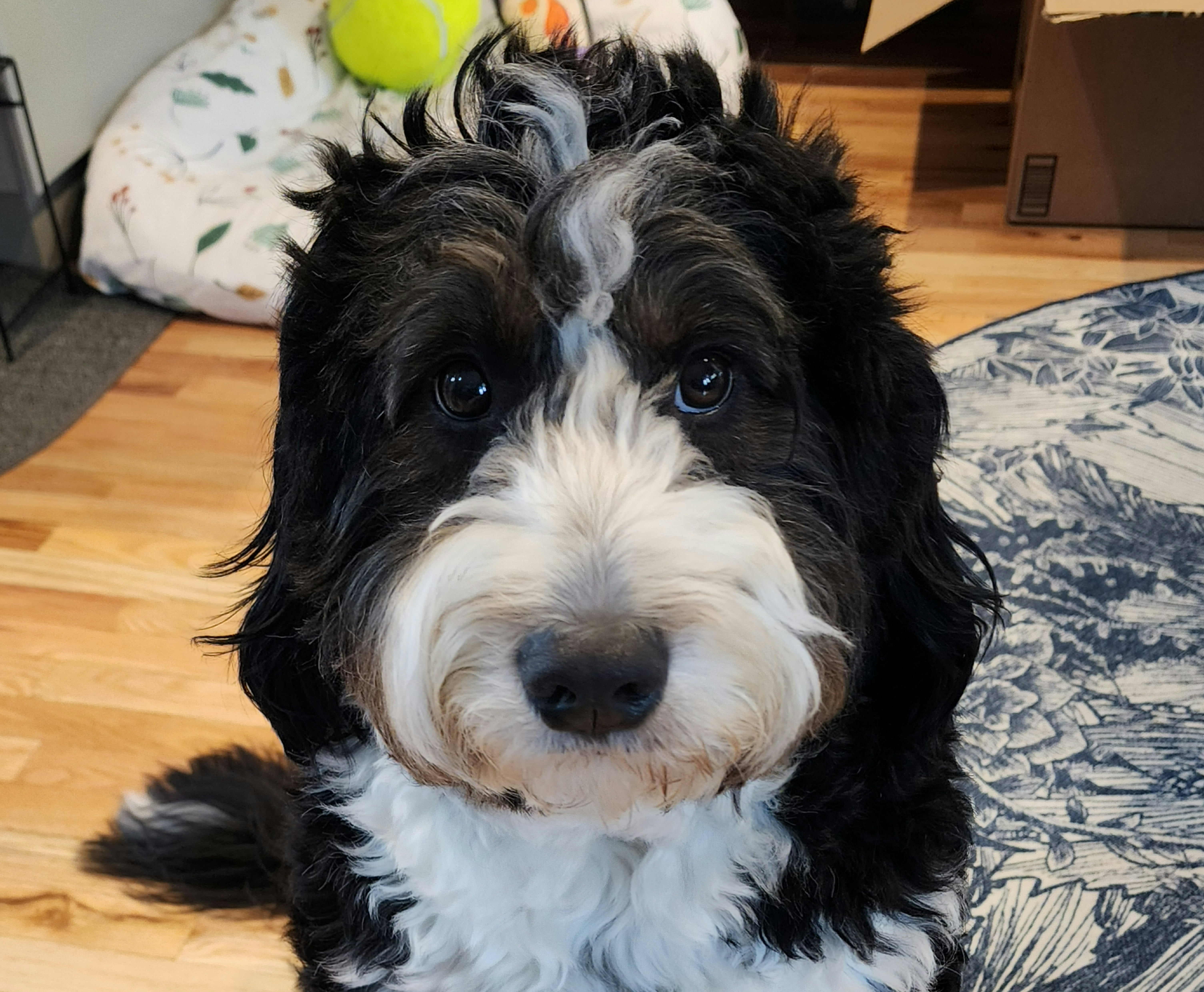 Stella, cute, but sneaky